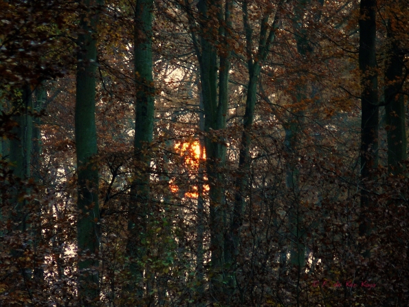 Chant d'automne 2012 (12)